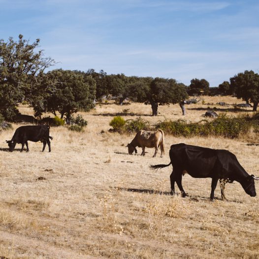 Calidad, trazabilidad e impacto ambiental de la cadena productiva